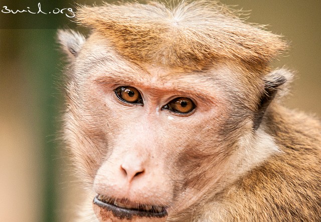 Monkey Sigiriya, Sri Lanka