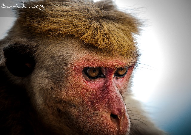 Monkey Sigiriya, Sri Lanka