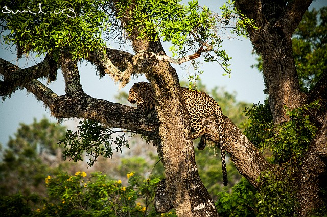 Cat Leopard Leopard, Yala National Park, Sri Lanka