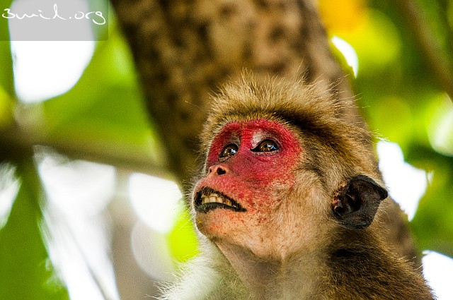 Monkey Sri Lanka