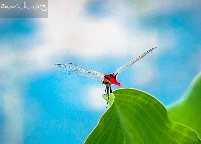 Insect Dragonfly Red Dragonfly, Boyana Lake, Bulgaria Бояна (квартал на София)