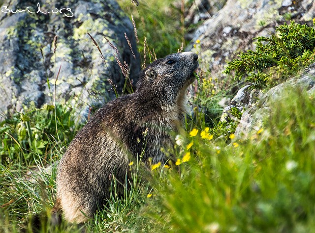 Rodent Marmot The Alpine Marmot, the Swiss Alps, Switzerland, Schweiz, Suisse