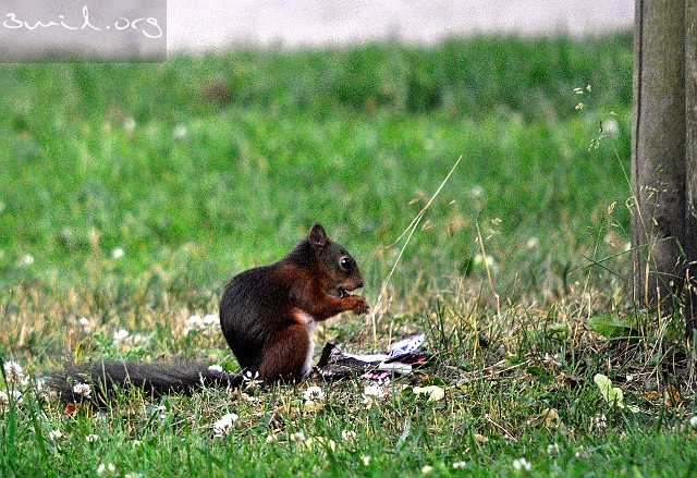 Squirrel Squirrel, Ekorre, Slottsskogen, Gothenburg, Sweden