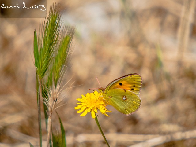 Insect Butterfly Berger's Clouded Yellow Kronillhöfjäril, Turkey, Sparta
