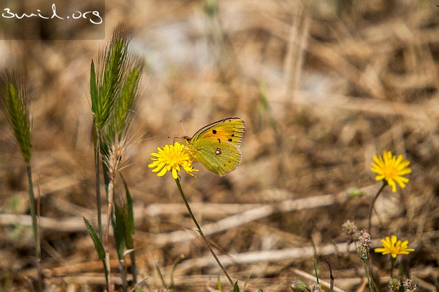 Insect Butterfly Berger's Clouded Yellow Kronillhöfjäril, Turkey, Sparta