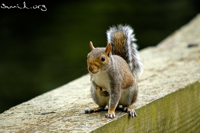 Squirrel Squirrel, Ekorre, London, UK