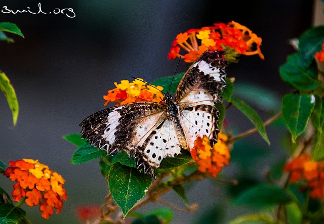 Insect Butterfly leopard Lacewing, female MuiNe, Vietnam