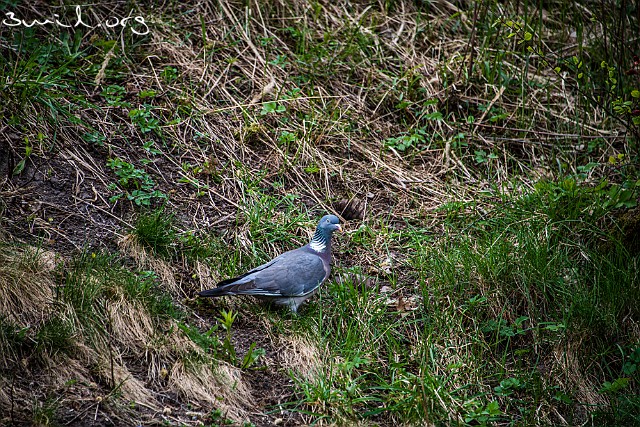2045 Dove Common Wood Pigeon, Sweden Ringduva, Skatås, Göteborg