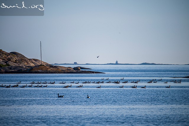 4210 Duck Canada Geese, Hovås, Sweden Kanadagäss