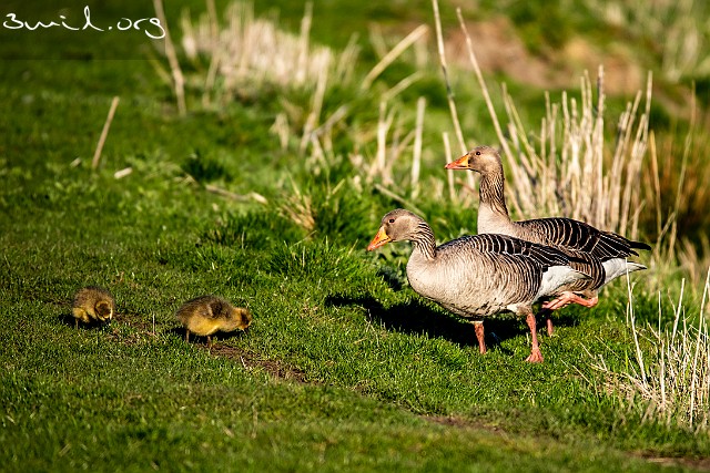 4195 Duck Greylag Geese, Sweden Grågäss, Hökälla, Hisingen