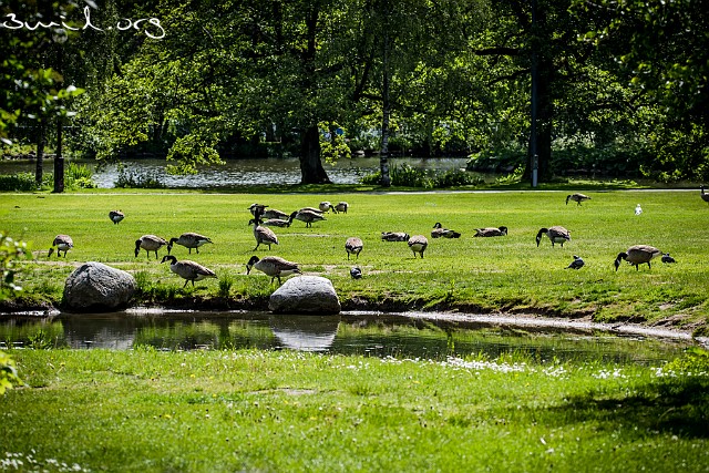 4210 Duck Canada Geese, Gothenburg, Sweden Kanadagäss