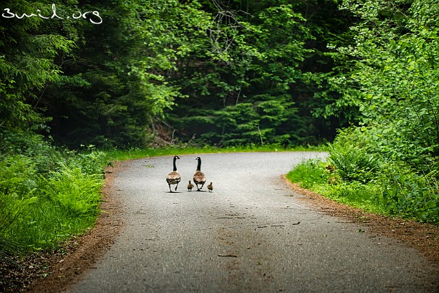 4210 Duck Canada Geese, Route 190, Sweden Kanadagäss i Brobacka naturreservat