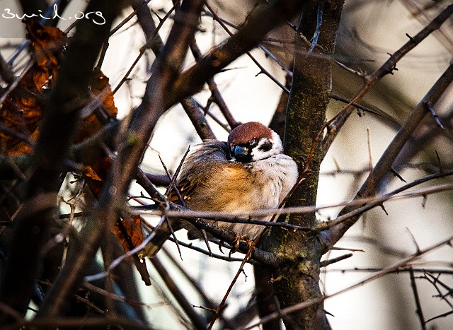 1480 Passerine Eurasian Tree Sparrow, Sweden Pilfink, Marklandsg, Göteborg Daysleeper