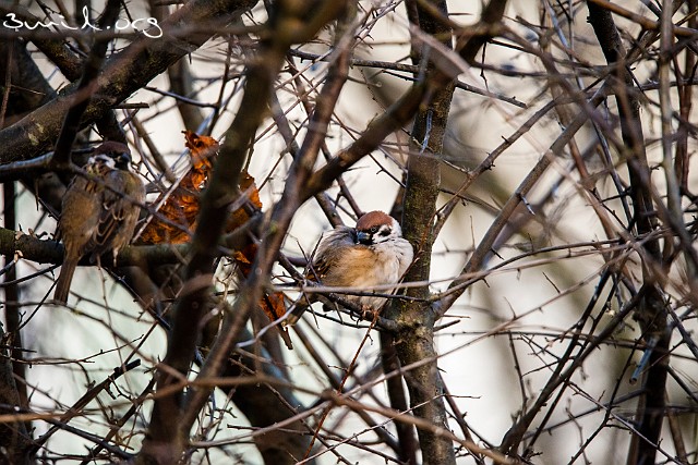 1480 Passerine Eurasian Tree Sparrow, Sweden Pilfink, Marklandsg, Göteborg