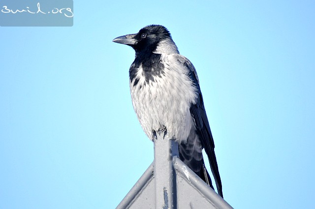 1850 Crow