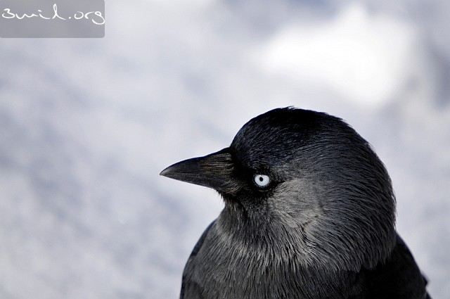 1825 Crow