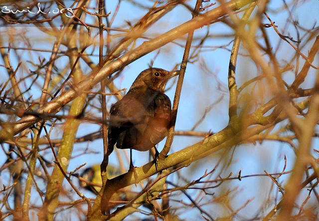 1785 Passerine Common Blackbird, Gothenburg, Sweden Koltrast ♀