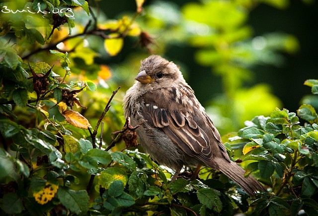 1485 Passerine House Sparrow, chick, Sweden Gråsparv