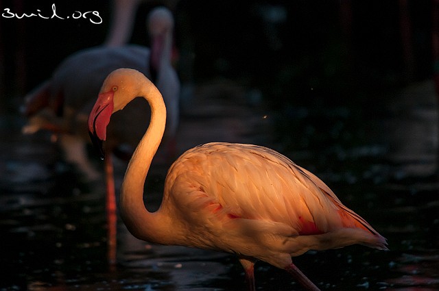 3262 Flamingo Caribbean Flamingos Chilean Flamingo
