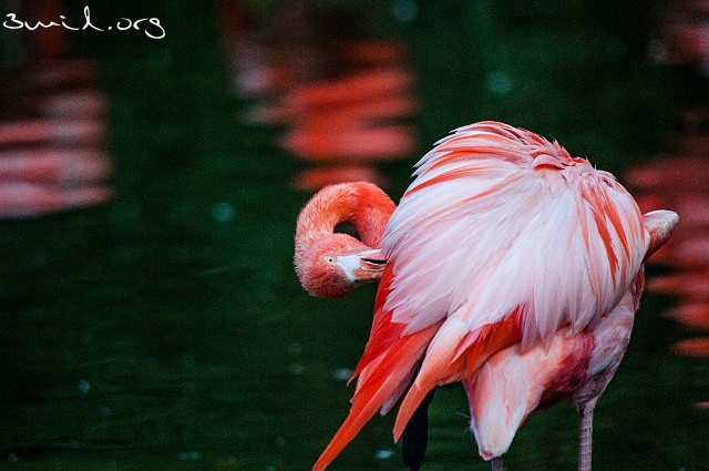 3262 Flamingo Caribbean Flamingos Chilean Flamingo