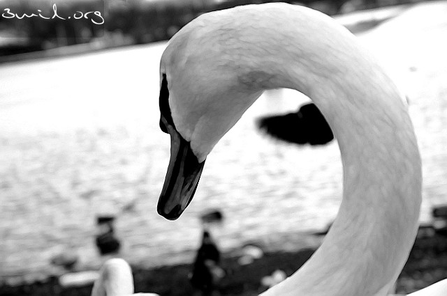 4230 Duck Mute Swan, Hisingen, Sweden Knölsvan