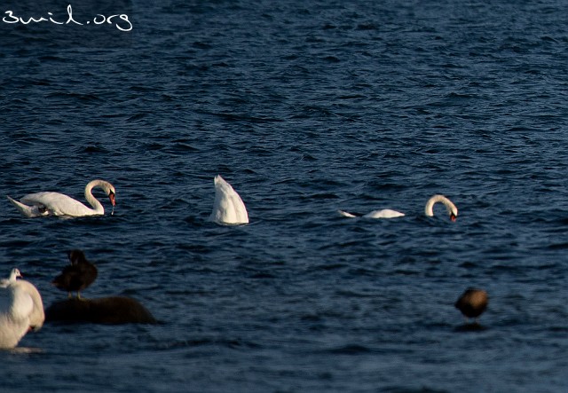 4230 Duck Mute Swan, Sweden Knölsvan, Ölands södra udde