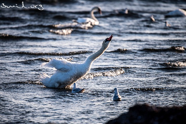 4230 Duck Mute Swan, Sweden Knölsvan, Ölands södra udde