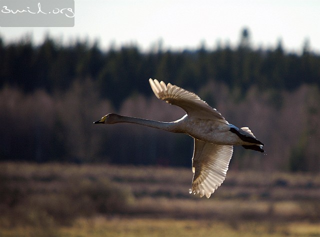 4225 Duck Whooper Swan, Lake Hornborga, Sweden Sångsvan, Hornborgasjön