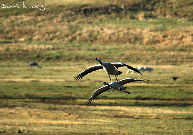 2080 Crane Common Crane, Lake Hornborga, Sweden Tranor, Hornborgasjön