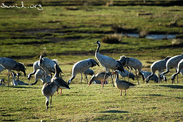 2080 Crane Common Crane / Greylag Goose, Lake Hornborga, Sweden Tranor / Grågås, Hornborgasjön