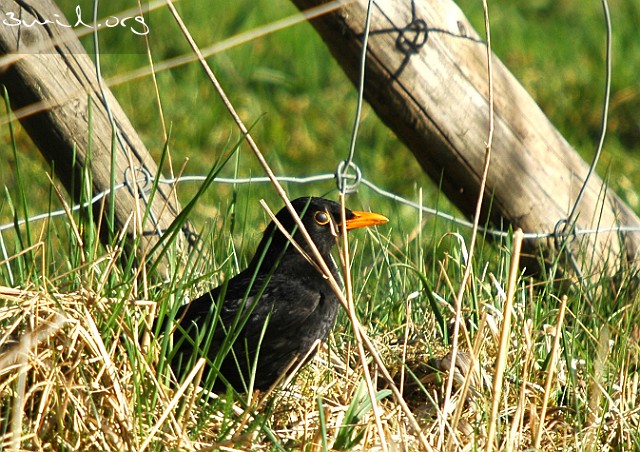 1785 Passerine Common Blackbird, Skövde, Sweden Koltrast,♂