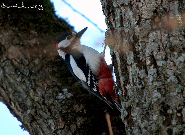 1940 Picidae Great Spotted Woodpecker, Hjo, Sweden Större Hackspett ♂