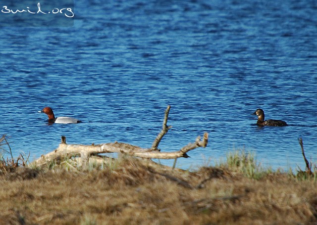 4125 Duck Common Pochard, Sweden ♂+♀ Brunand, Lake Hornborga
