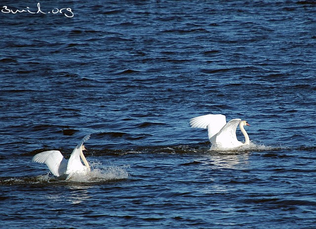 4225 Duck Mute Swan, Lake Hornborga, Sweden Knölsvan, Hornborgasjön