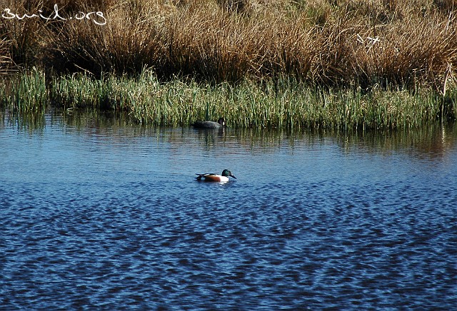 4170 Duck Northern Shoveler, Sweden ♂ Skedand, Lake Hornborga