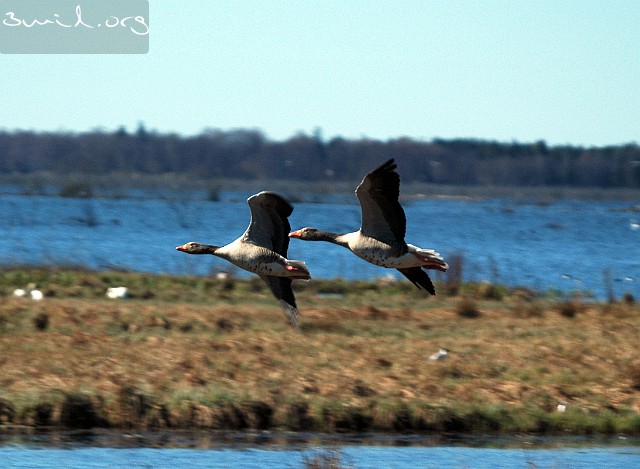 4195 Duck Greylag Geese, Sweden Grågäss, Lake Hornborga