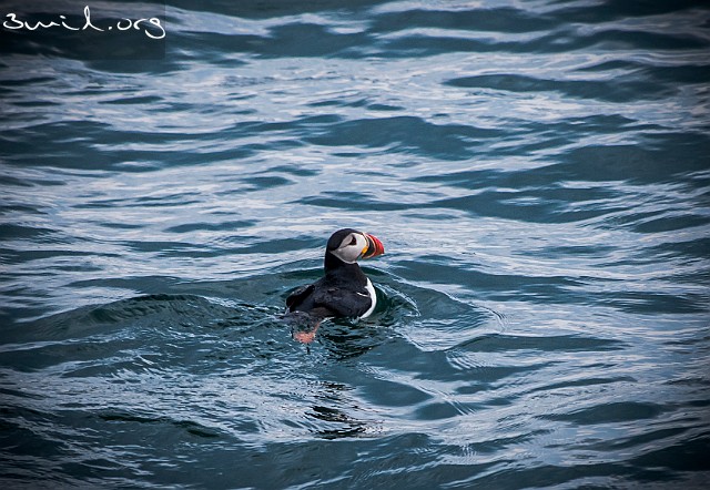 5120 Gull Puffin, Iceland Lunnefågel, Island