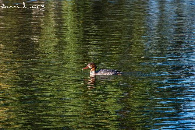 4176 Duck Red-breasted Merganser ♀, Sweden Småskrake, Slottsskogen, Gothenburg