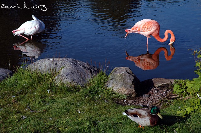 3260 Flamingo Greater Flamingo, Sweden Större Flamingo, Gothenburg