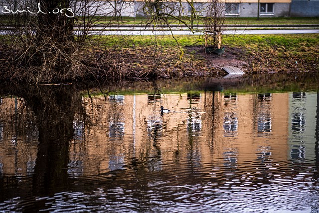 4120 Duck Tufted Duck, Vigg, ♂, Mölndalsån, Sweden