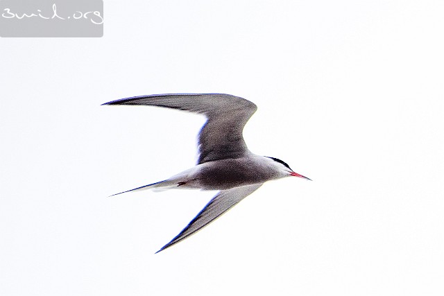5140 Gull Common Tern, Russia Fisktärna, Ryssland