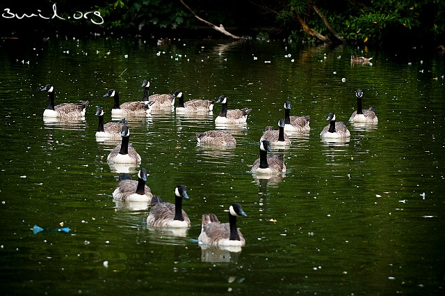 4210 Duck Canada Geese, Scotland, UK Kanadagäss