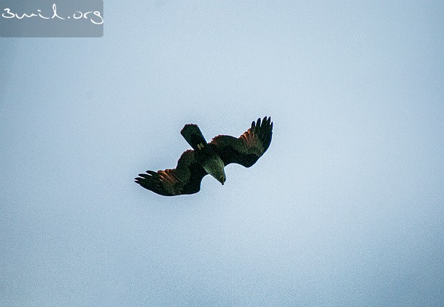 6420 Raptor Red-Backed Sea-Eagle, Brahminy Kite, Matara, Sri Lanka