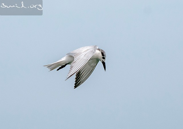 5175 Gull Whiskered Tern, Sri Lanka Skäggtärna