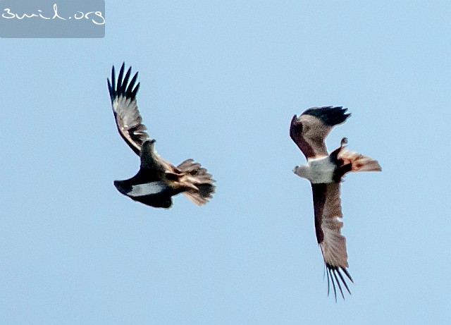 6420 Raptor Red-Backed Sea-Eagles, Brahminy Kites, Matara, Sri Lanka