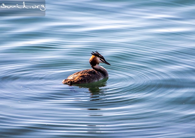4030 Duck Great crested Grebe, Lake Geneva, Switzerland Skäggdopping, Genèvesjön