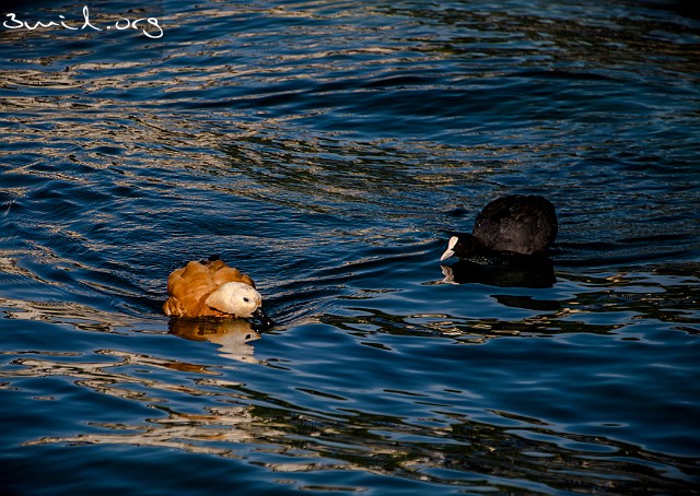 4127 Duck Ruddy Shelduck (L)-Eurasian Coot (R) Lake Geneva, Switzerland Rostand ♂(L), Sothöna (H), Genèvesjön