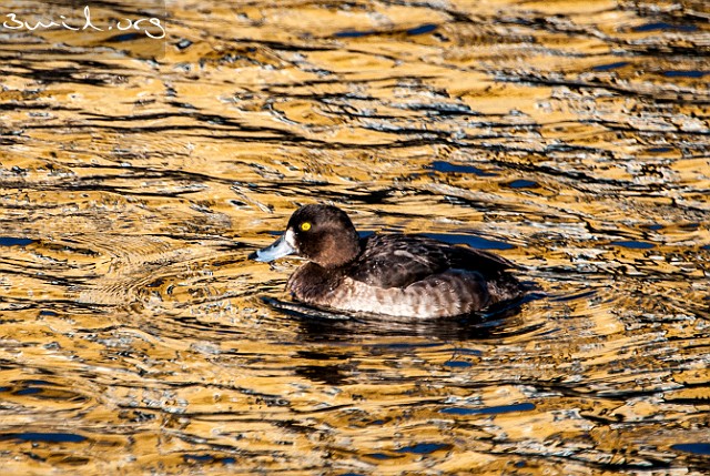 4130 Duck Greater Scaup ♀, Sweden Bergand, Gothenburg