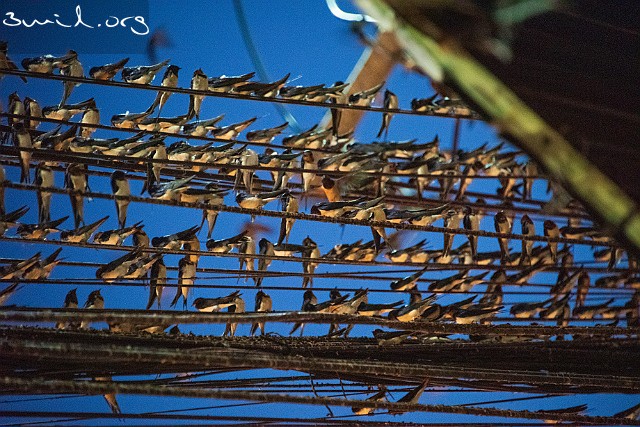 1420 Passerine Barn Swallow, Chiang Rai, Thailand Ladusvala