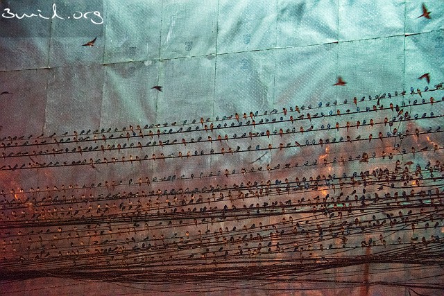 1420 Passerine Barn Swallow, Chiang Rai, Thailand Ladusvala